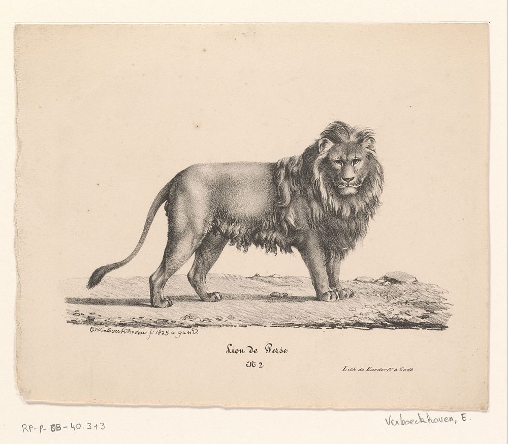 Perzische leeuw (1825 - c. 1828) by Eugène Verboeckhoven, Eugène Verboeckhoven and Franciscus Mattheus Jozef Kierdorff