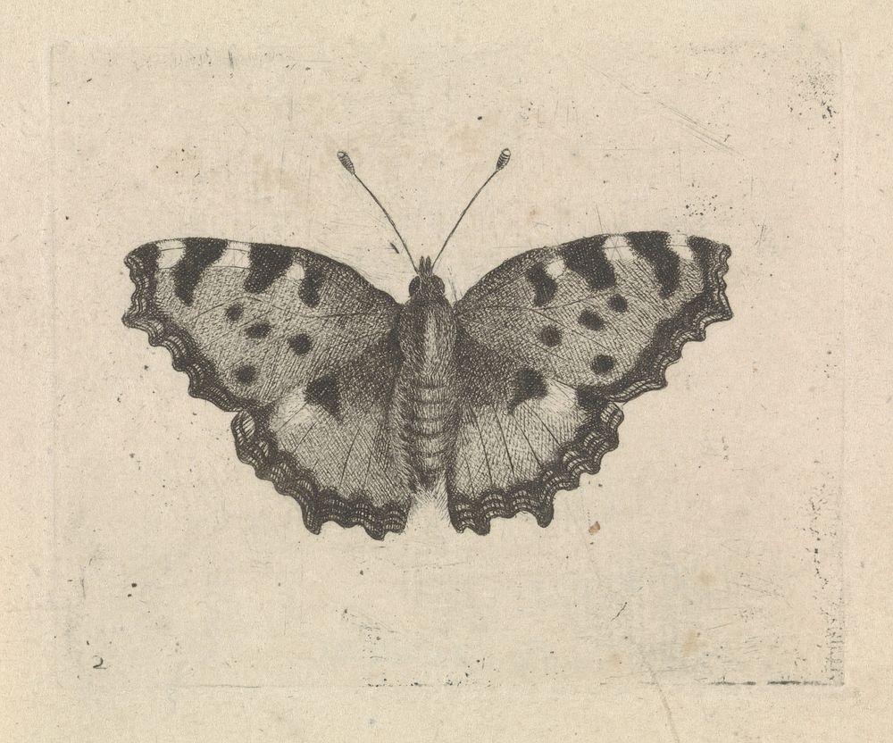 Vlinder (1716 - 1789) by Pieter Lyonet