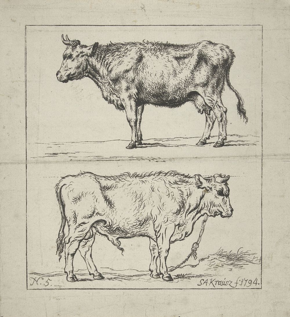 Studie van een koe en een stier (1794) by Simon Andreas Krausz