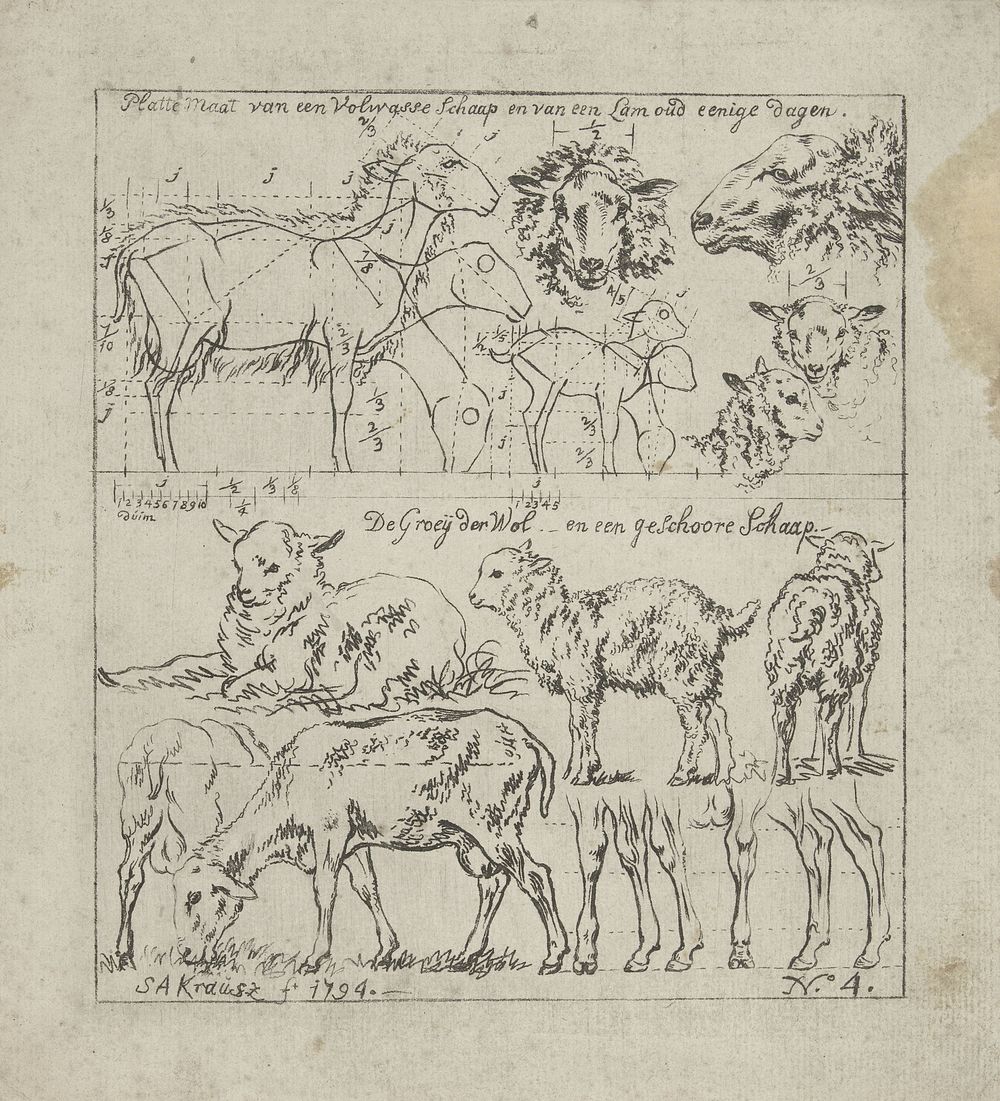 Schematische weergave van schapen van diverse leeftijden (1794) by Simon Andreas Krausz
