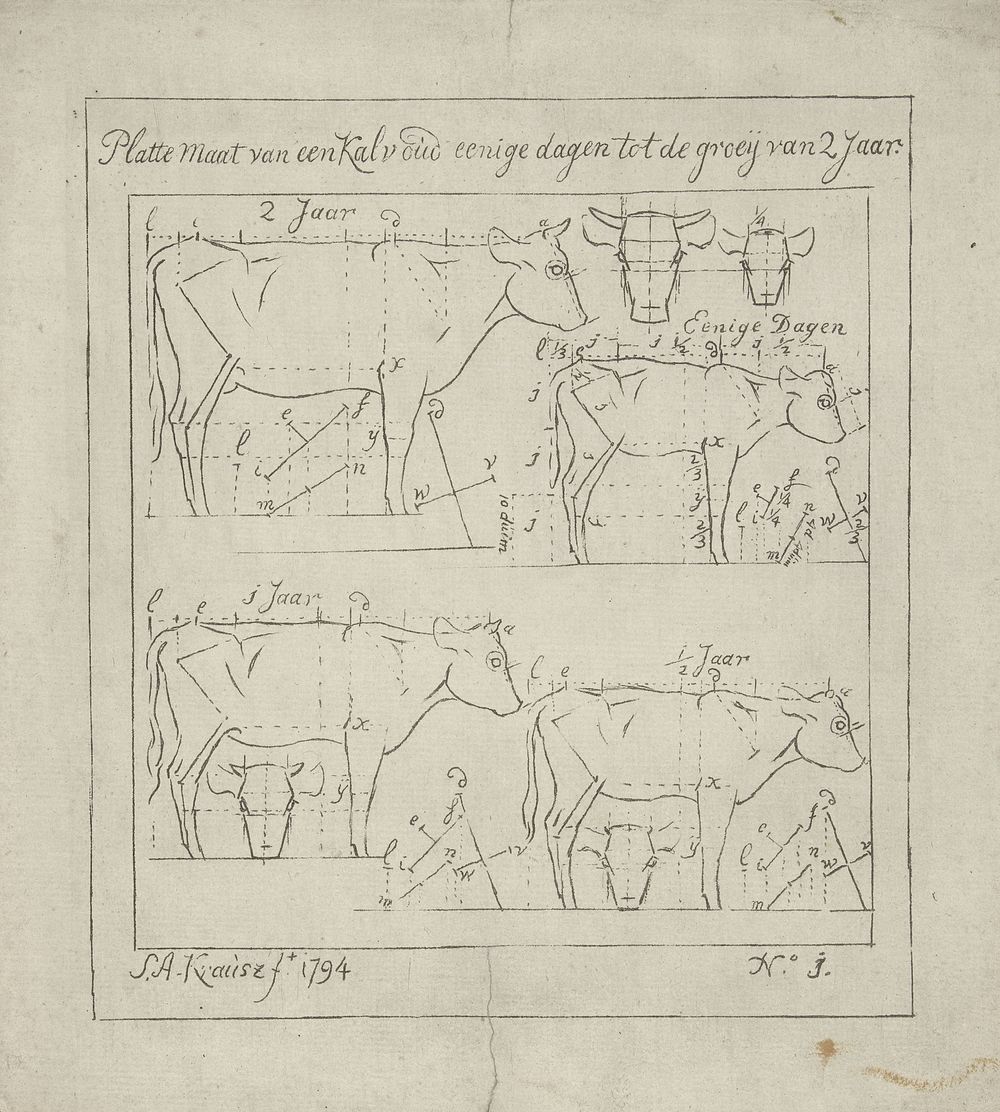 Schematische weergave van staande koeien van twee jaar en jonger (1794) by Simon Andreas Krausz