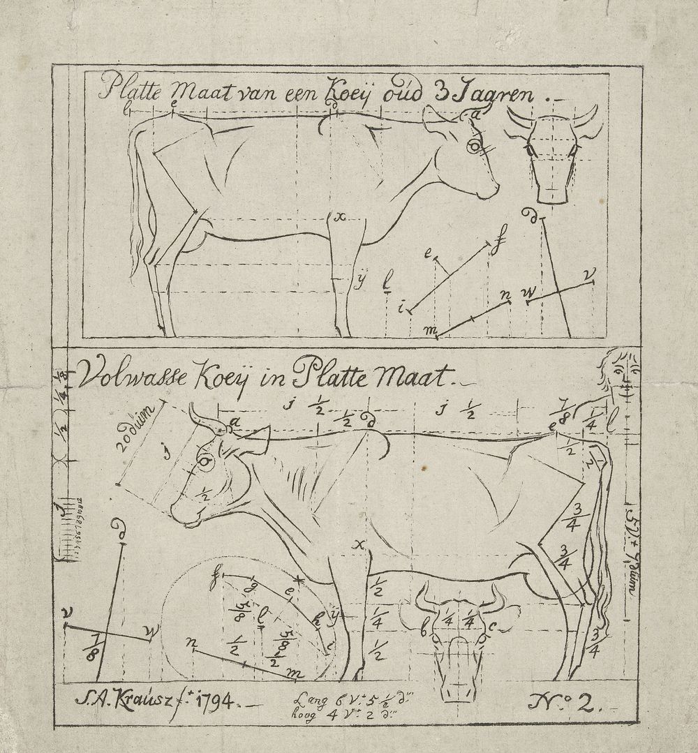 Schematische weergave van een staande koe van drie jaar oud en een volwassen koe (1794) by Simon Andreas Krausz