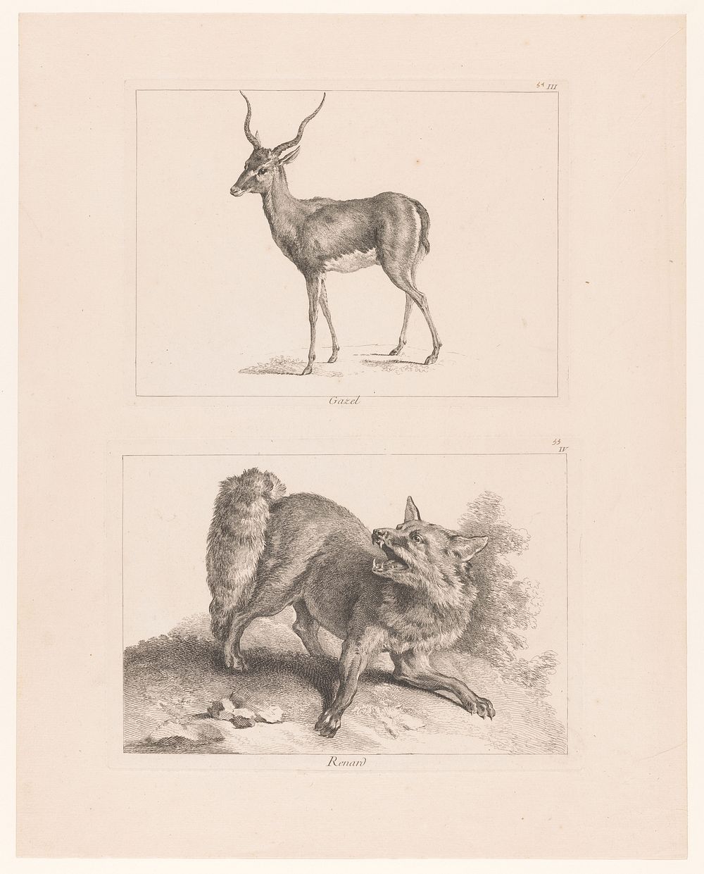 Blad met twee platen: gazelle en vos (1740 - 1745) by Johan Eric Rehn, Jacques Philippe Le Bas, Jean Baptiste Oudry and…