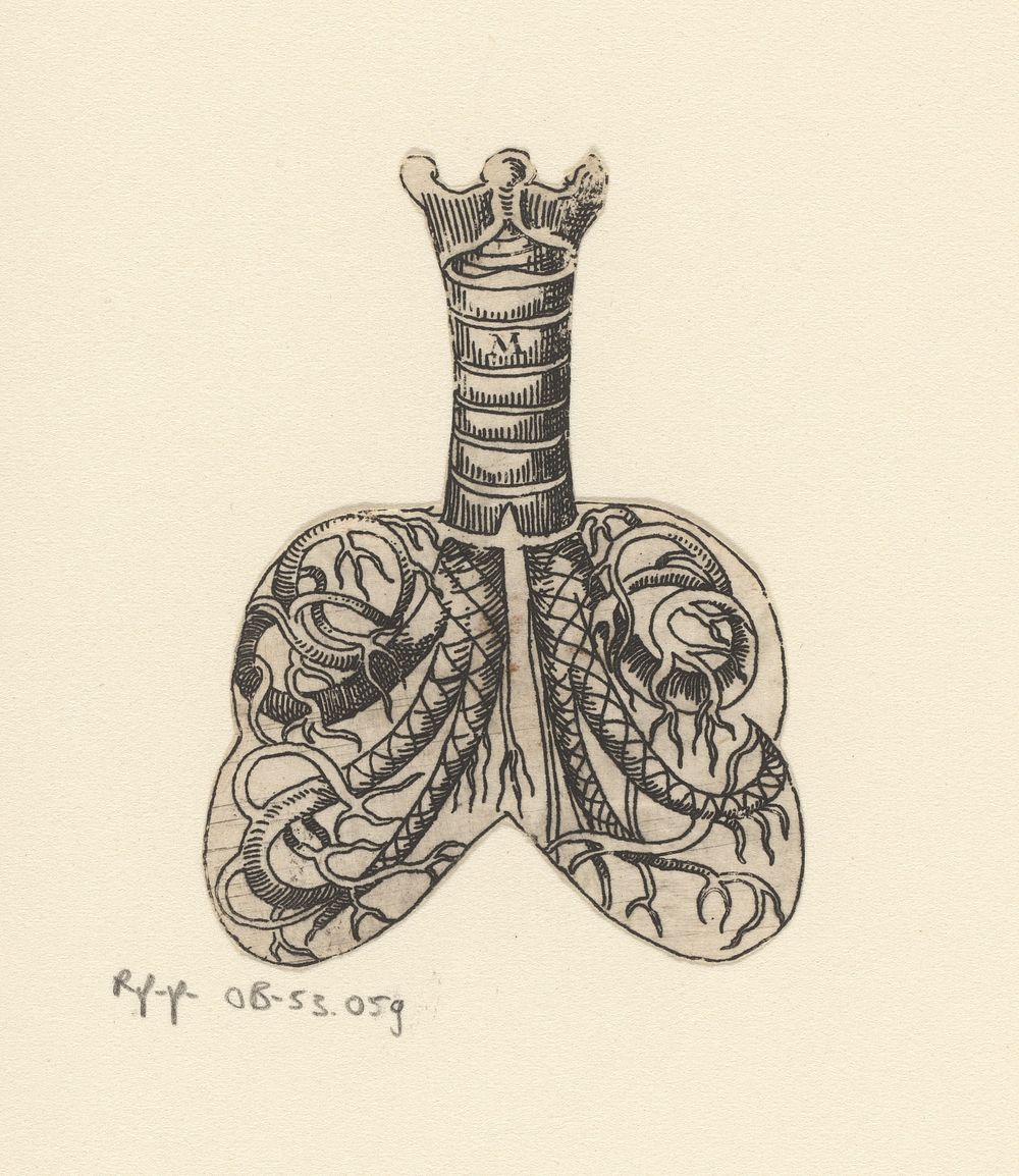 Dwarsdoorsnede luchtpijp en longen (1589 - 1637) by Lucas Kilian
