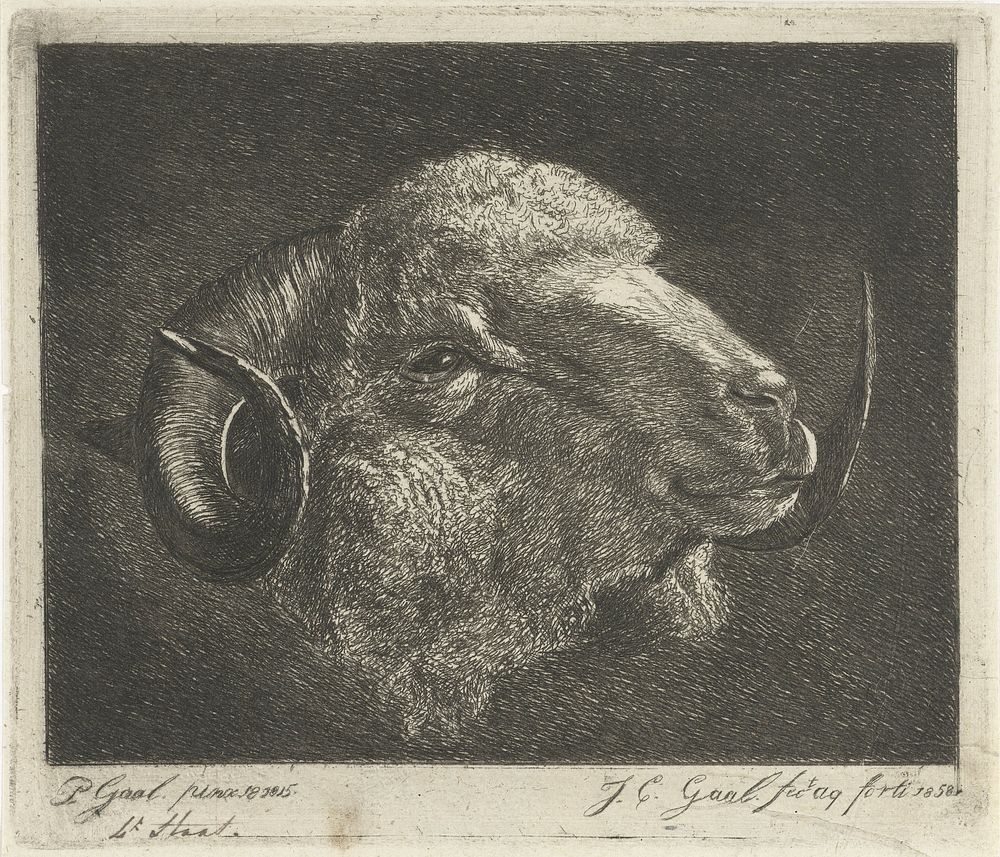 Kop van een ram met naar achteren gedraaide hoorns (1858) by Jacobus Cornelis Gaal and Pieter Gaal