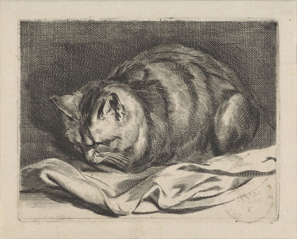Kleine kat (1638 - 1658) by Cornelis Visscher II