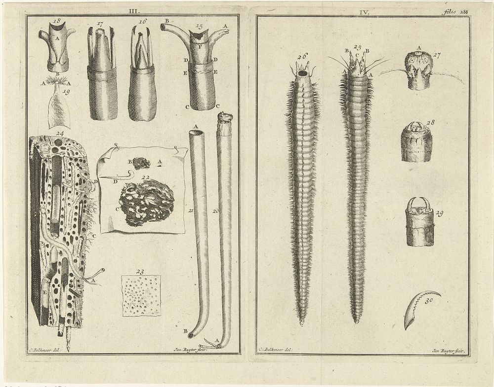 Studie van wormen (1726 - 1744) by Jan Ruyter and C Belkmeer