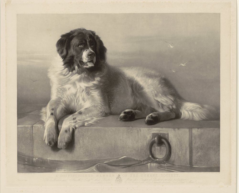 Portret van de reddingshond Bob, liggend op een pier (1839) by Thomas Landseer, Edwin Henry Landseer, Robert Lloyd, Francis…