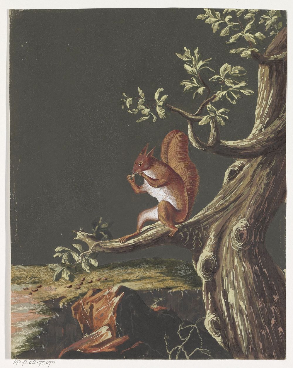 Eekhoorn op een tak (1700 - 1800) by anonymous and Ziesenis