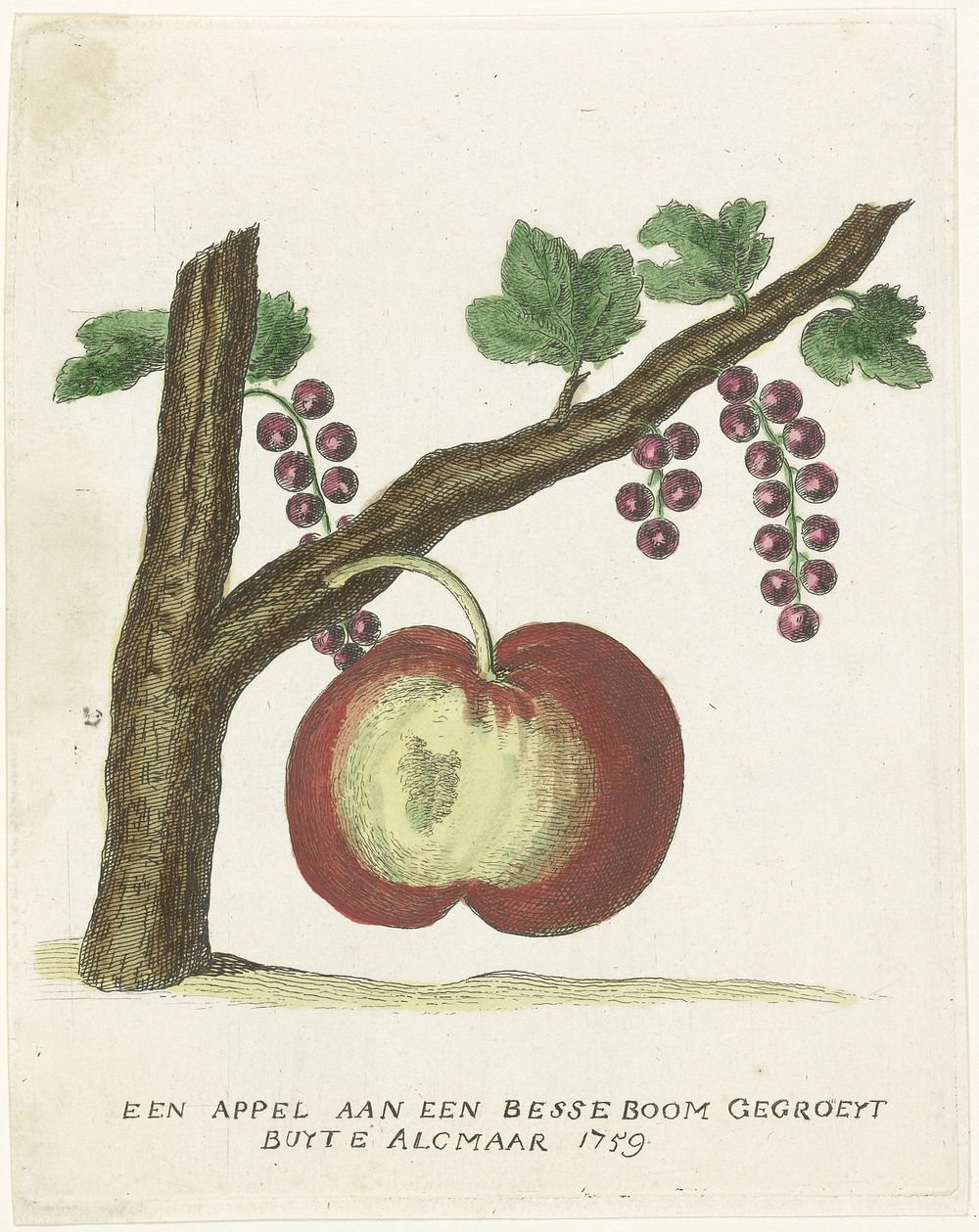 Appel groeiend aan een bessenstruik, 1759 (1759) by anonymous
