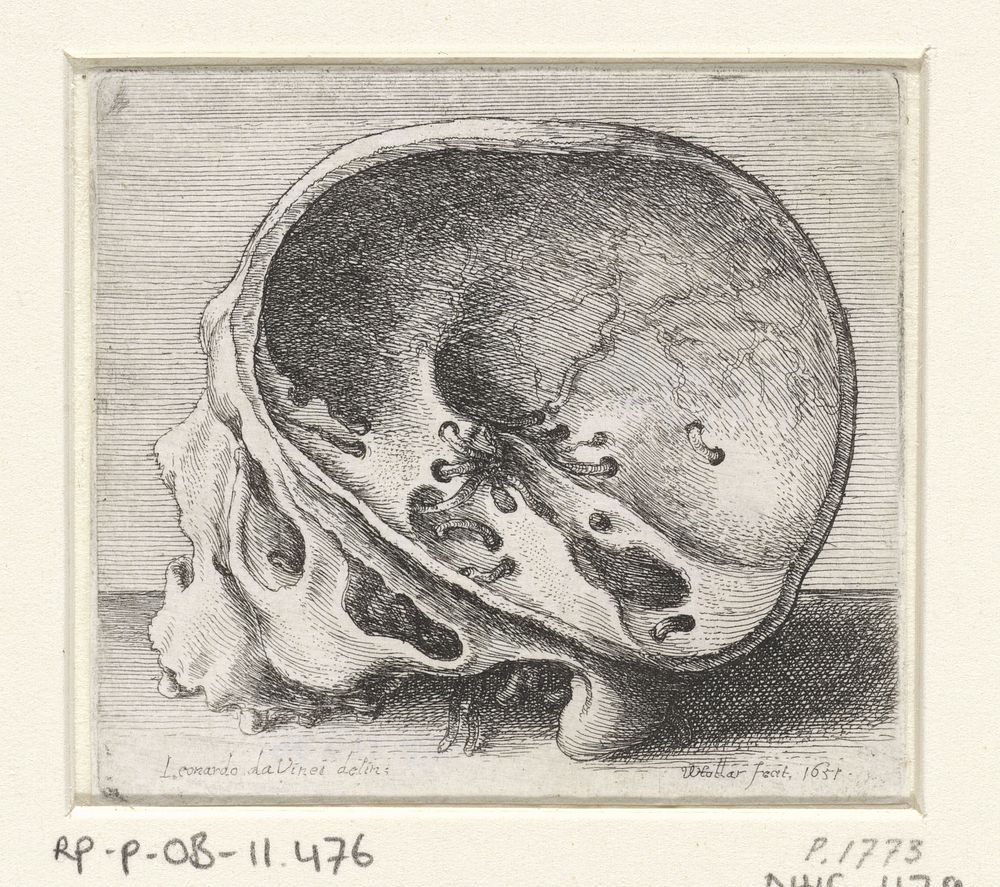 Anatomische studie van een schedel met wormgaten (1651) by Wenceslaus Hollar and Leonardo da Vinci