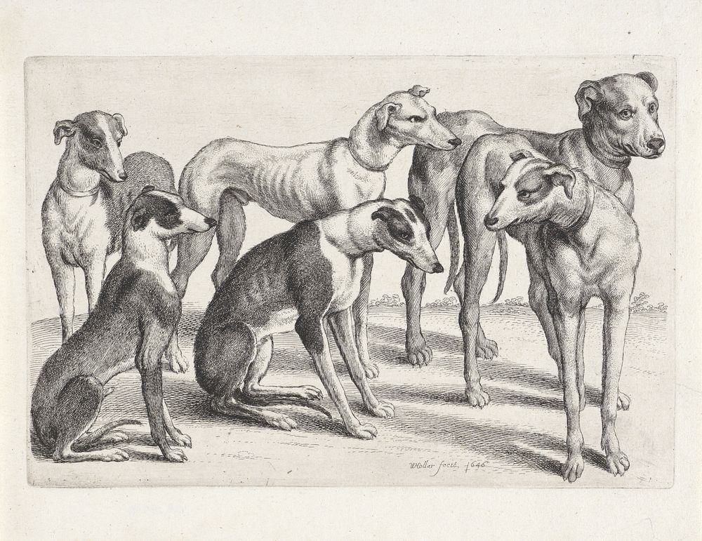 Twee zittende en vier staande jachthonden (1646) by Wenceslaus Hollar