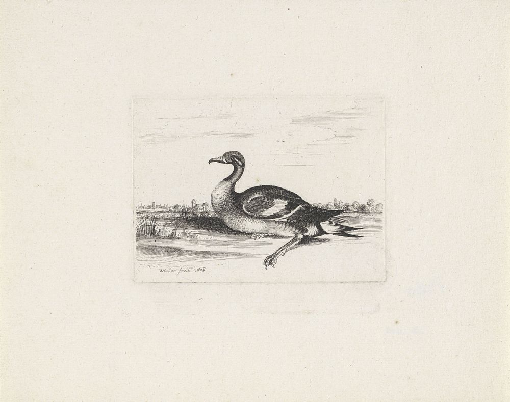 Watervogel (1646) by Wenceslaus Hollar