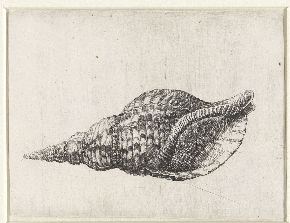 Schelp, charonia tritonis (1644 - 1652) by Wenceslaus Hollar
