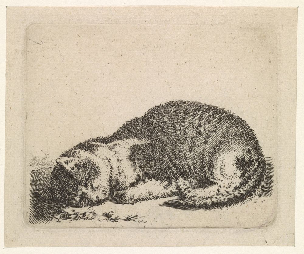 Slapende poes (1617 - 1681) by Cornelis Saftleven