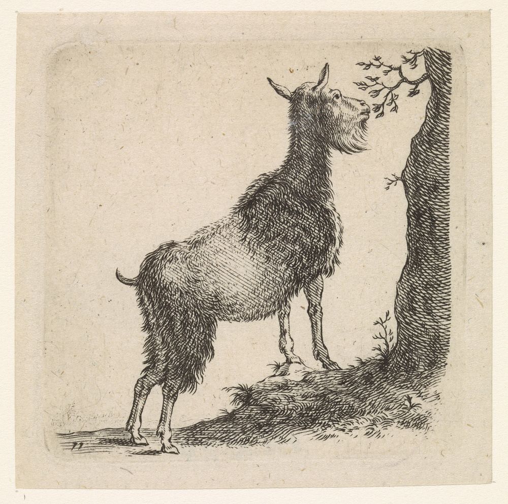 Staande blaadjes etende geit (1617 - 1681) by Cornelis Saftleven