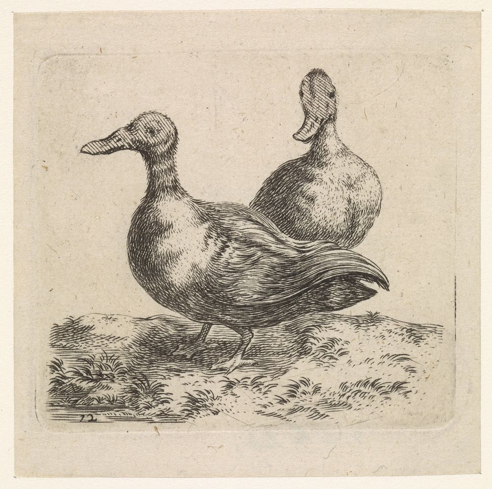 Twee eenden (1617 - 1681) by Cornelis Saftleven