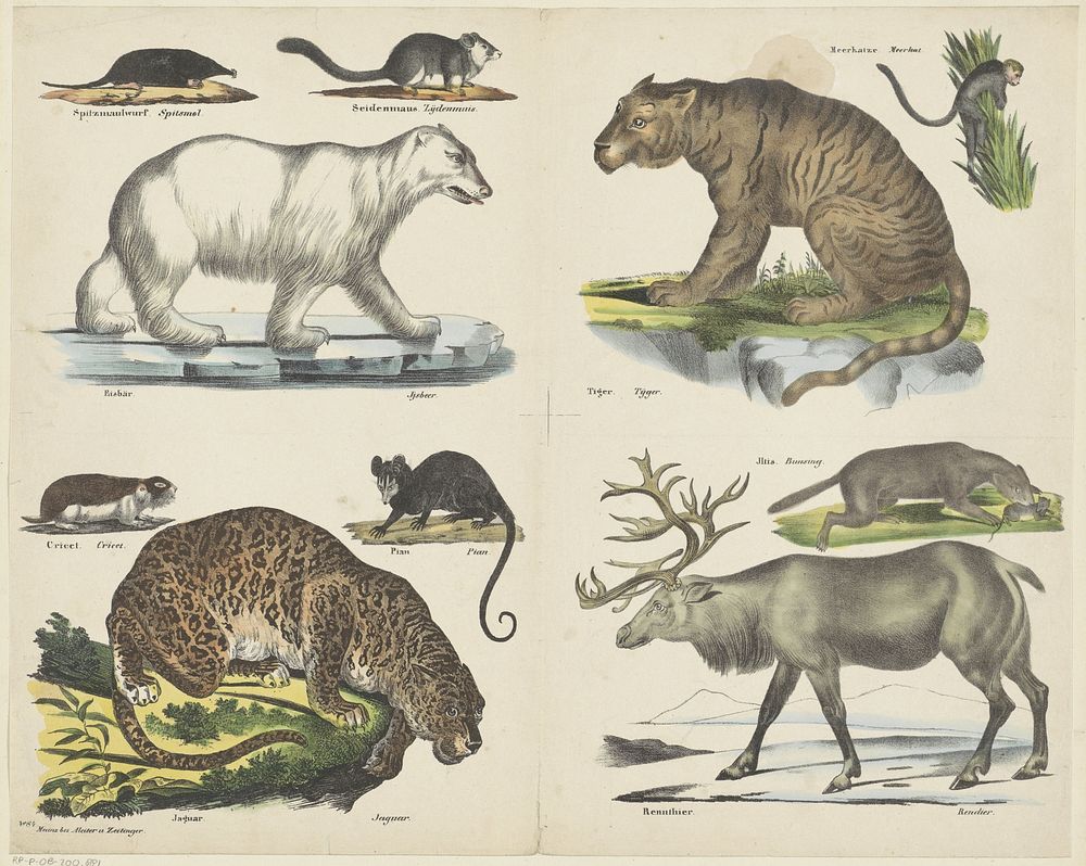 Dieren (c. 1850 - c. 1860) by Aleiter and Zeitinger and anonymous