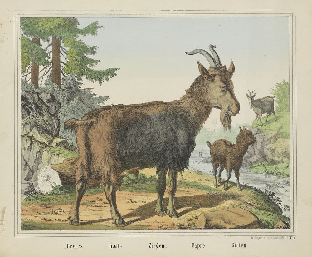 Chevres / Goats / Ziegen. / Capre / Geiten (1829 - 1880) by firma Joseph Scholz and anonymous