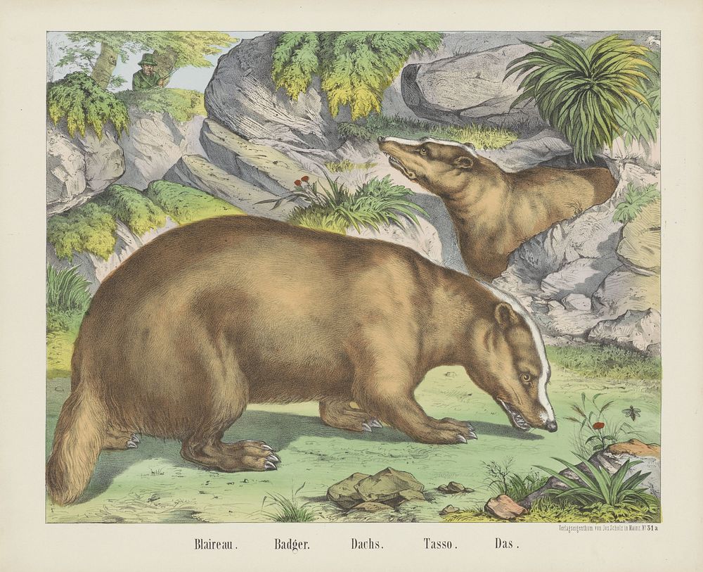 Blaireau. / Badger. / Dachs. / Tasso. / Das (1829 - 1880) by firma Joseph Scholz and anonymous