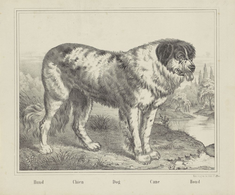 Hund / Chien / Dog / Cane / Hond (1829 - 1880) by firma Joseph Scholz and Gezu G D
