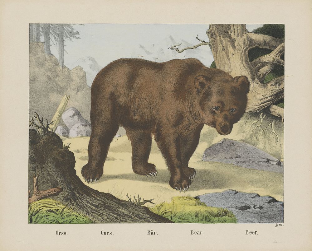 Orso. / Ours. / Bär. / Bear. / Beer (1829 - 1880) by firma Joseph Scholz and anonymous