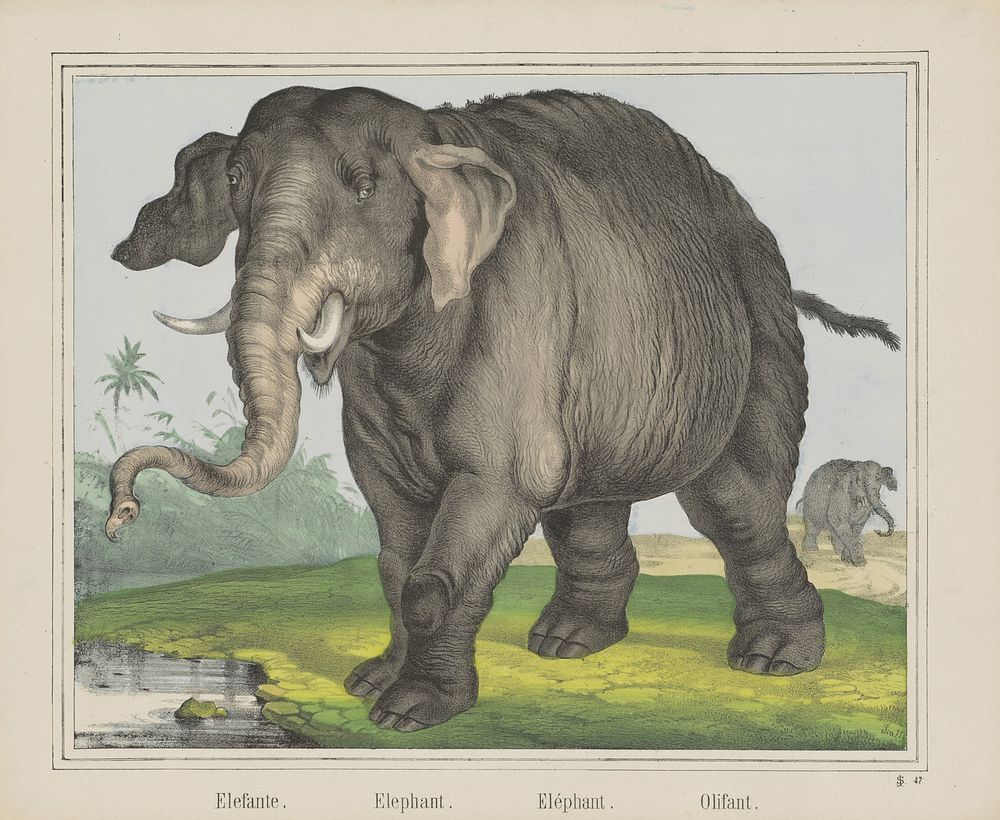 Elefante. / Elephant. / Eléphant. / Olifant (1829 - 1880) by J Scotti and firma Joseph Scholz