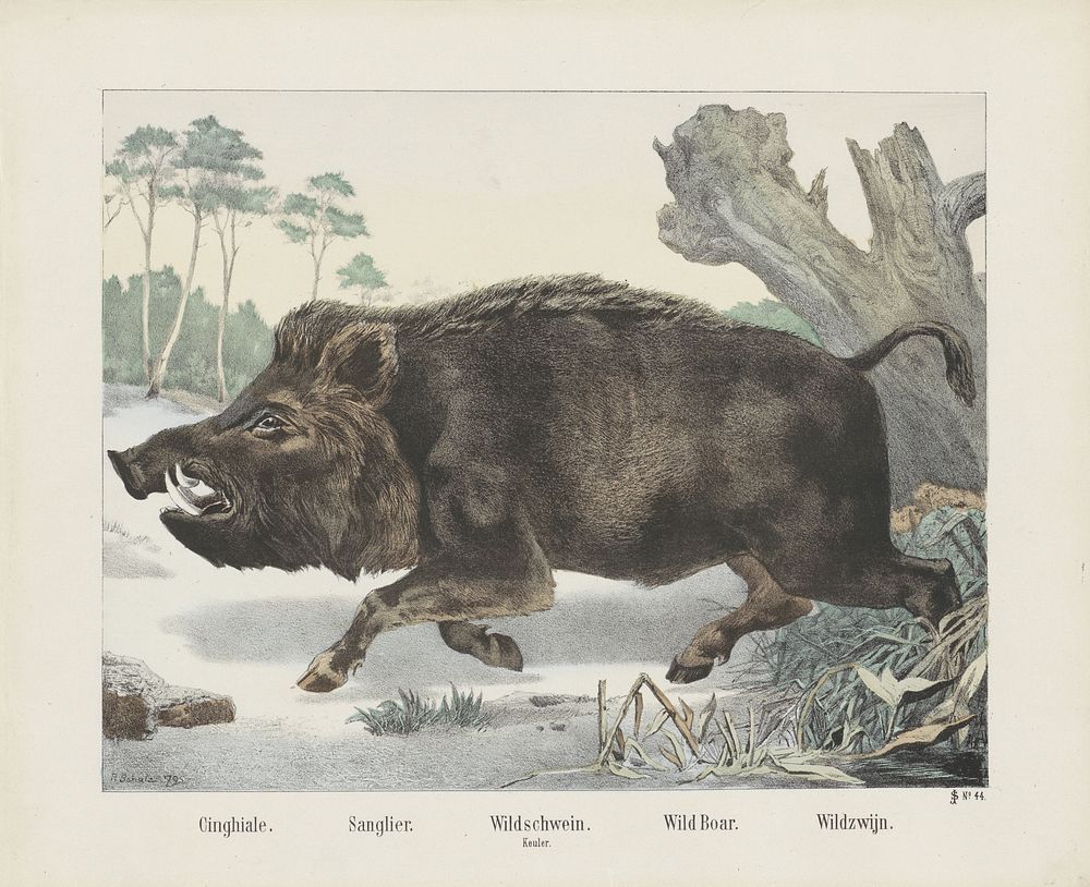 Cinghiale. / Sanglier. / Wildschwein. / Keuler. / Wild boar. / Wildzwein (1879) by R Schulz and firma Joseph Scholz