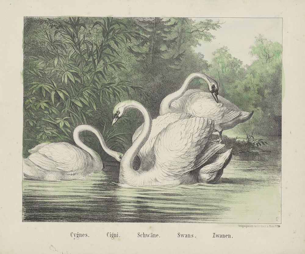 Cygnes. / Cigi. / Schwäne. / Swans. / Zwanen (1829 - 1880) by firma Joseph Scholz and anonymous