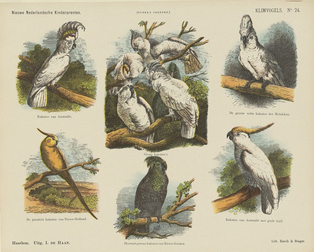 Klimvogels (1875 - 1903) by Monogrammist A K, Jan de Haan and Emrik and Binger