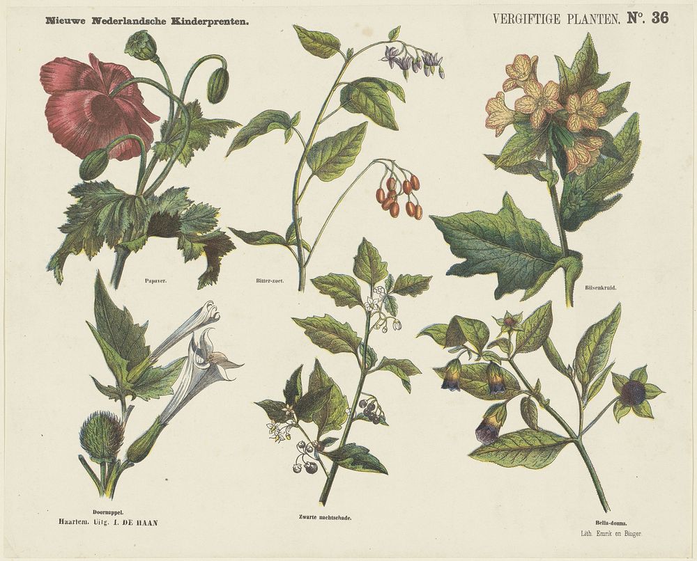 Vergiftige planten (1875 - 1903) by Jan de Haan, Emrik and Binger and anonymous