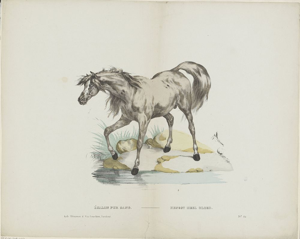 Étalon pur sang / Hengst heel bloed (1833 - 1856) by Glenisson and Van Genechten and anonymous