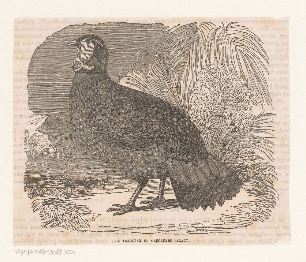 Tragopan (1800 - 1899) by anonymous