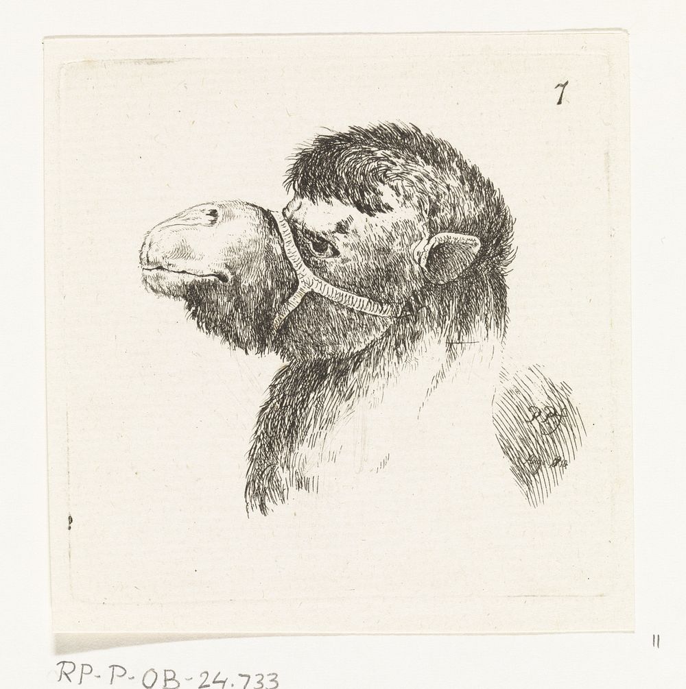 Kop van een kameel (1803 - 1810) by Paulus Charles Gerard Poelman and Stefano della Bella