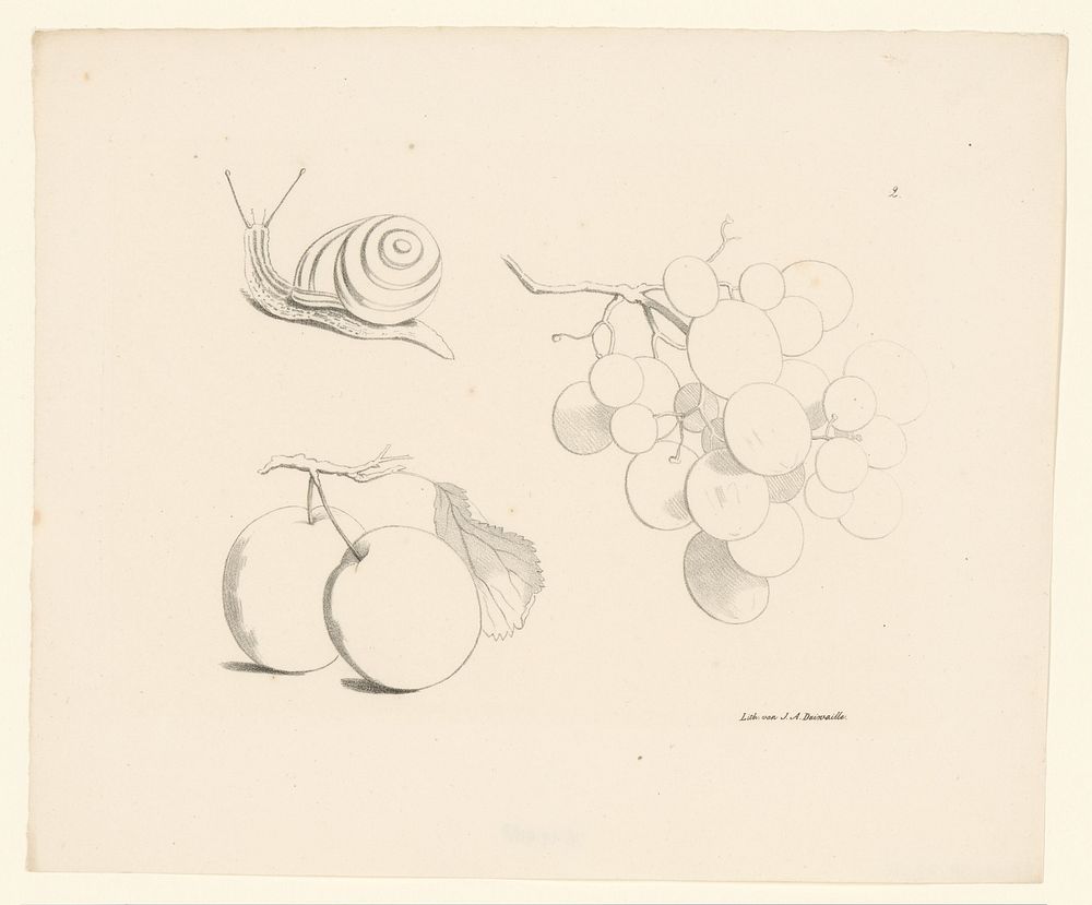 Druiven, slak en appels (1820 - 1833) by Anton Weiss and Jean Augustin Daiwaille