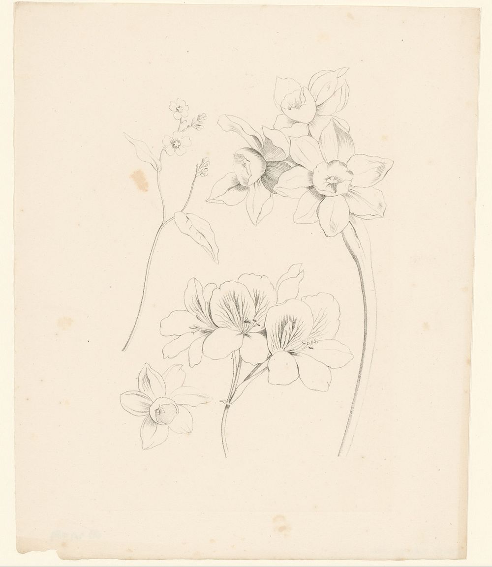 Narcissen en andere bloemen (1811 - 1851) by Anton Weiss and Anton Weiss