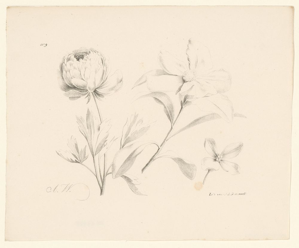 Drie bloemen (1820 - 1833) by Anton Weiss and Jean Augustin Daiwaille