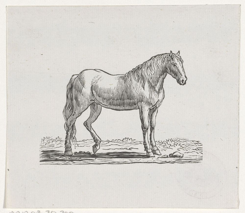 Paard (1746 - 1788) by Hendrik Numan