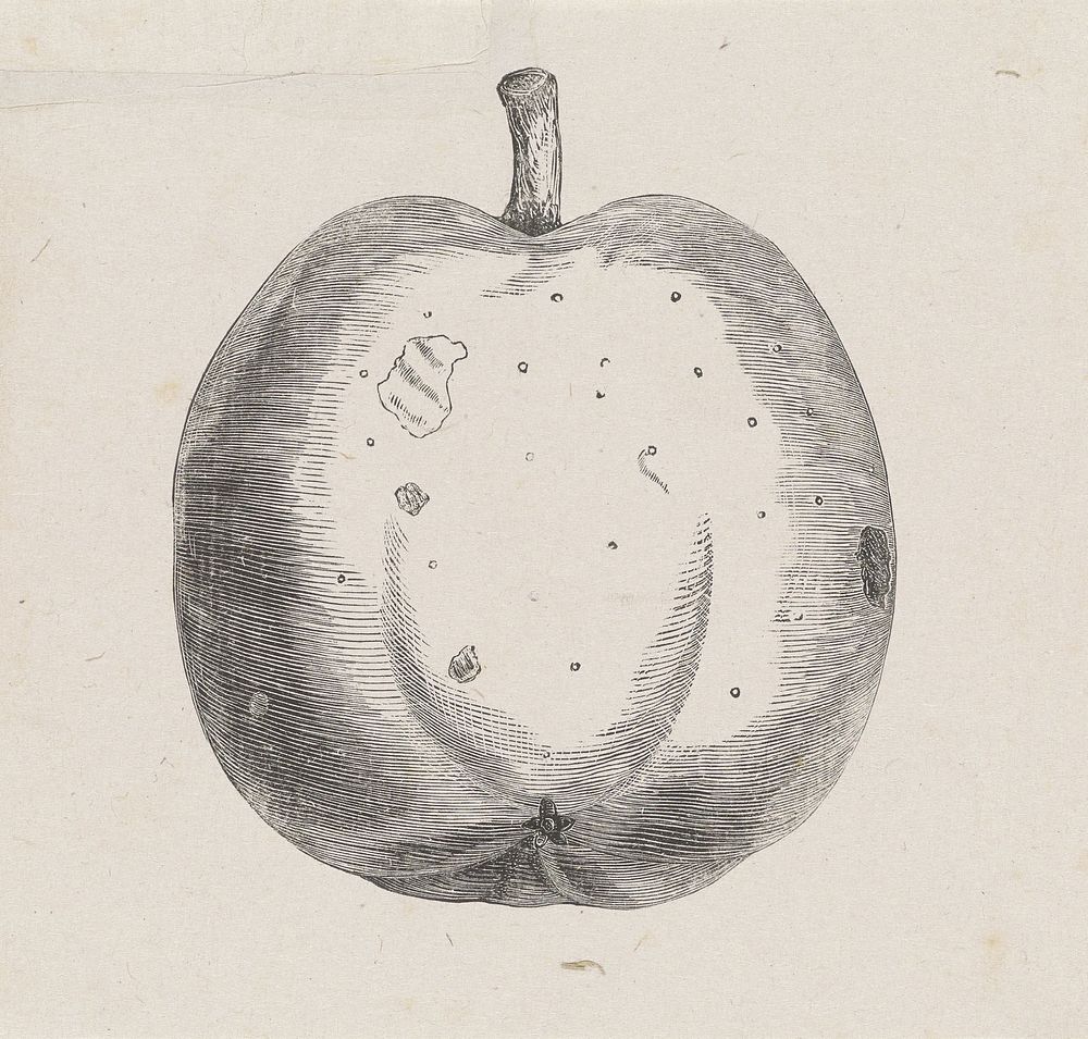 Aangetaste appel (1836 - 1912) by Isaac Weissenbruch