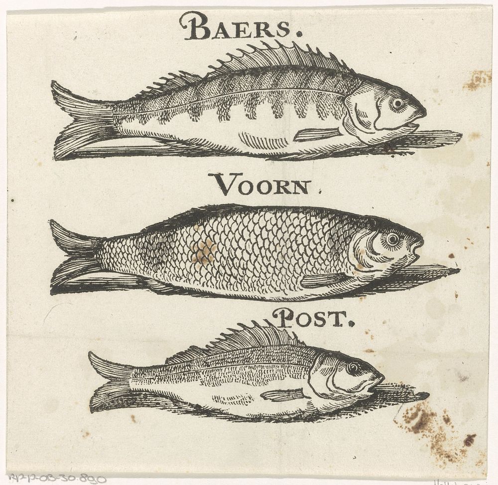 Baars, een voorn en een pos (c. 1681 - 1740) by Isaac Vincentsz van der Vinne