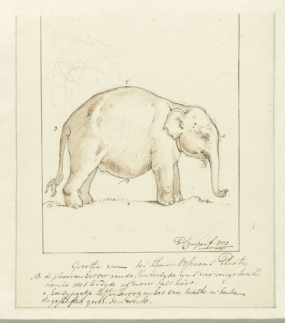 Olifant (1770) by Petrus Camper