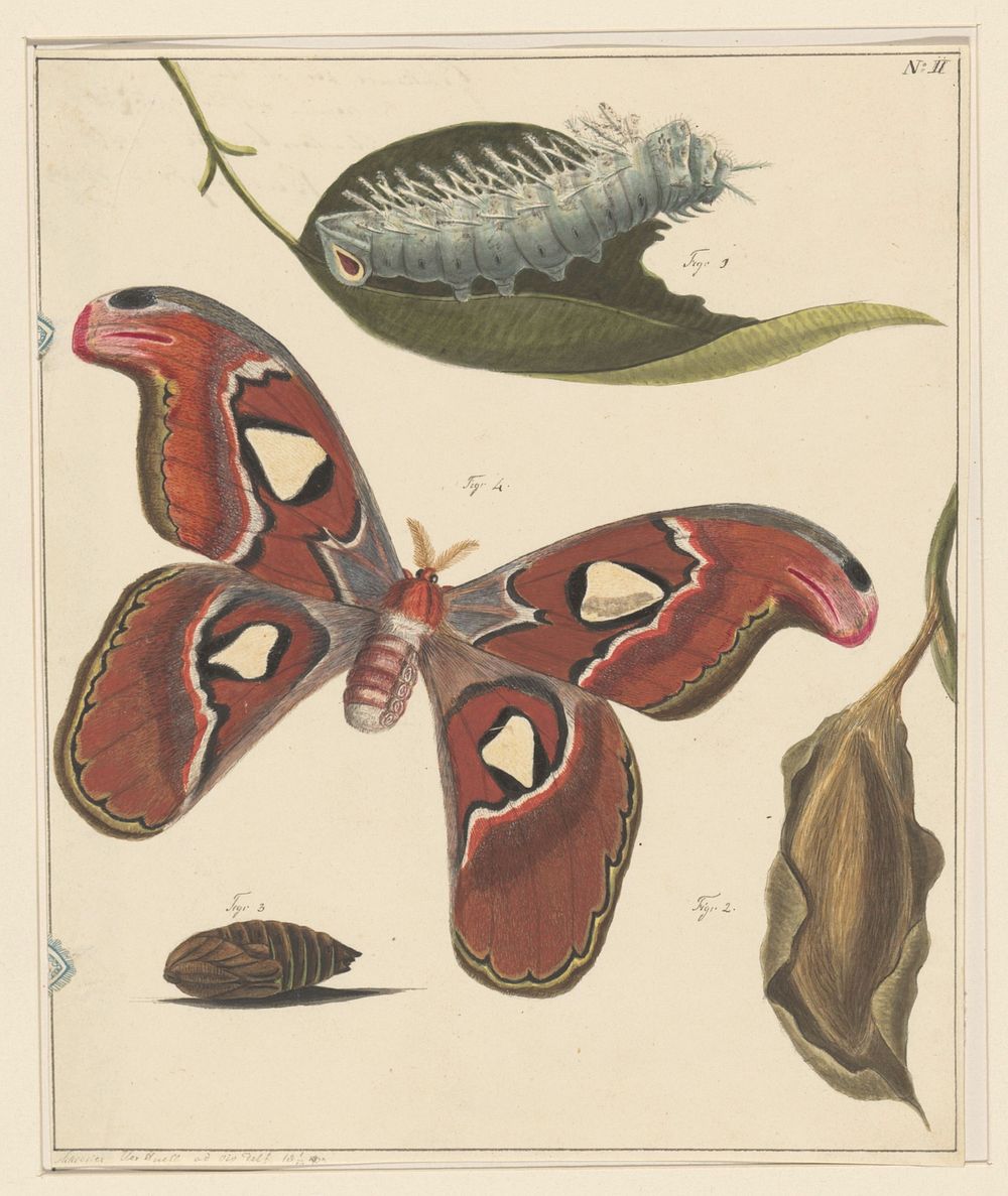 Studies van een rups, een vlinder en een pop (1832 - 1897) by Alexander Ver Huell