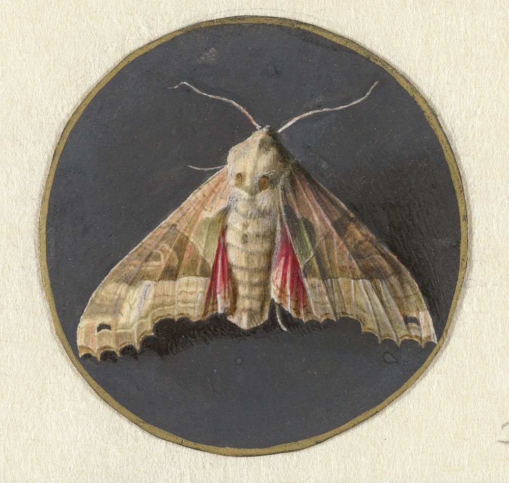 Uiltje of nachtvlinder (1690 - 1700) by Jan Augustin van der Goes