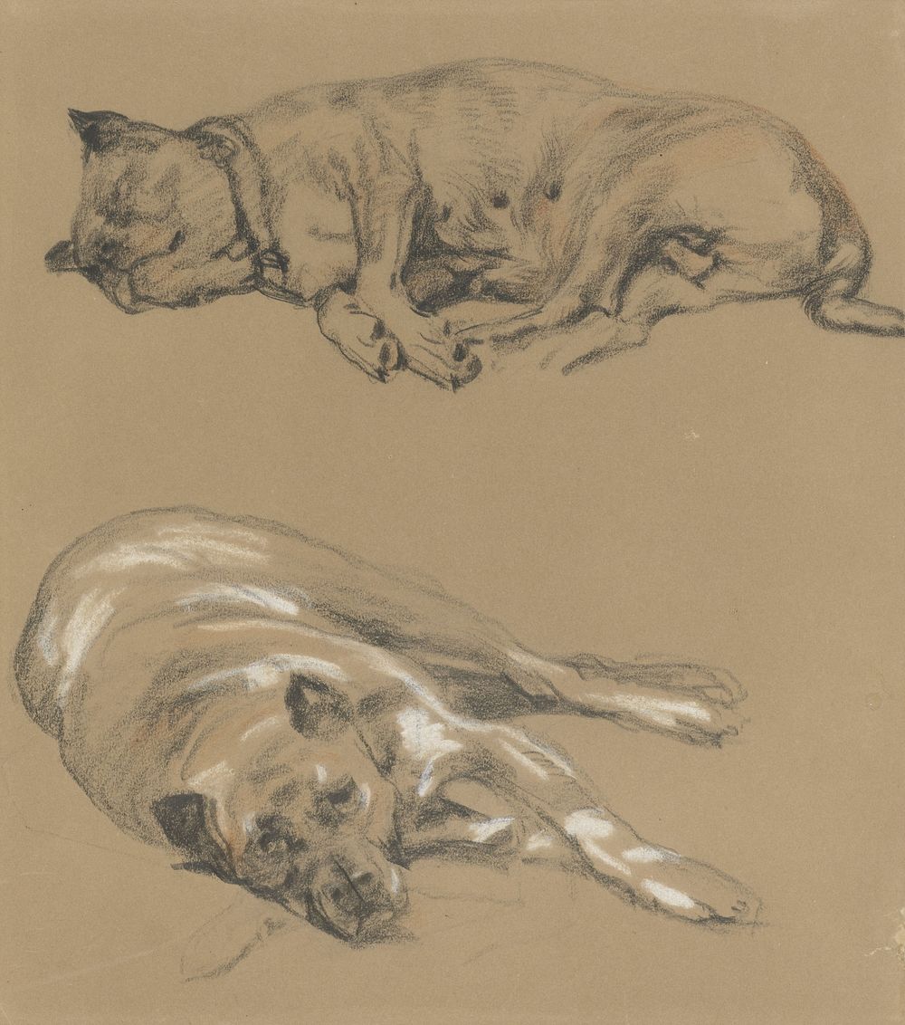 Twee studies van een liggende hond (1821 - 1886) by Guillaume Anne van der Brugghen
