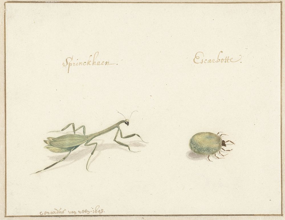 Twee insecten (1643 - 1648) by Gerardus van Veen