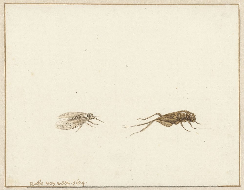 Twee insecten (1674) by Rochus van Veen