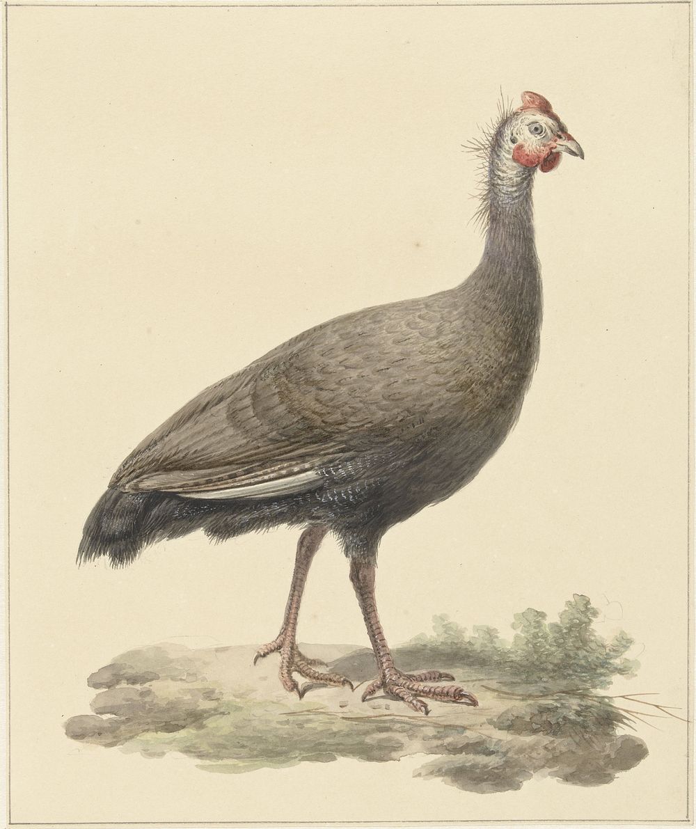 Helmparelhoen (1759 - 1842) by Pieter Pietersz Barbiers