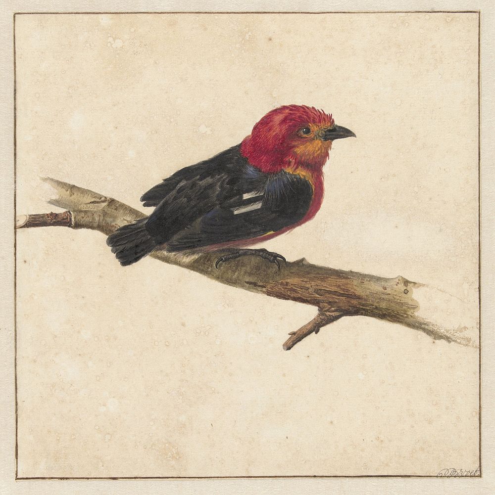 Manakin, de Surinaamse vogel Pipra Aureola (1681 - 1743) by Carel Borchaert Voet