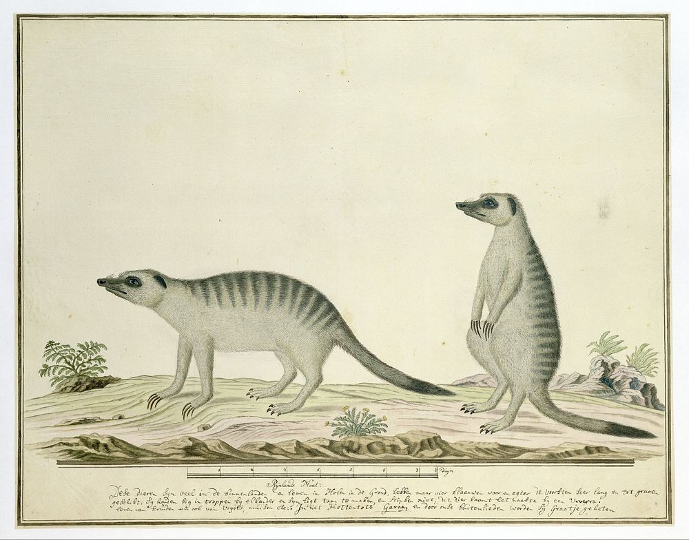 Suricata suricatta (Meerkats) (1777 - 1786) by Robert Jacob Gordon