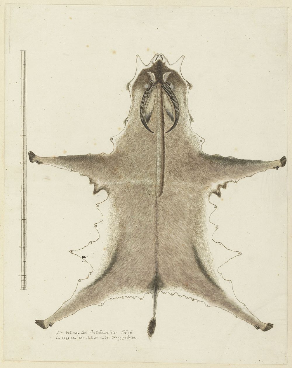 Hippotragus equinus (Roan antilope), hide (1777 - in or before 1779) by Robert Jacob Gordon